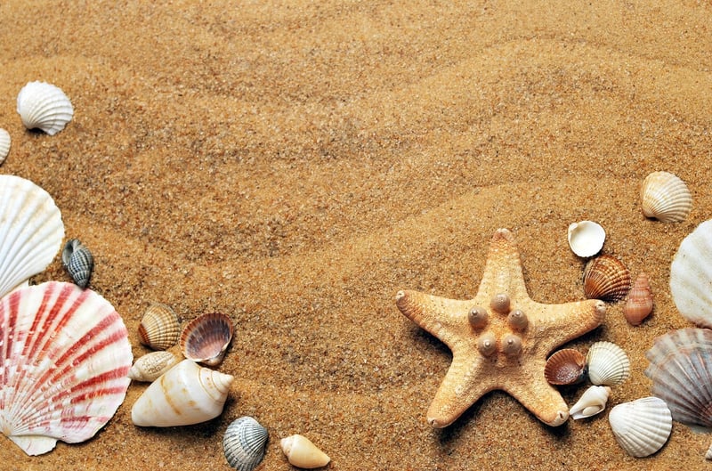 Beach Exploration